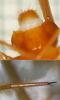 303723 – Photo : CHABOT Gilbert – France (04)